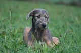 IRISH WOLFHOUND 238